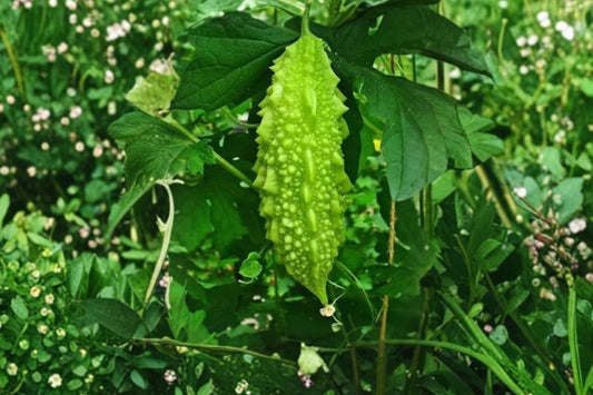 Bitter Melon Live Plant, 4–6 Inch Tall in 4 Inch Pot, Bitter Gourd Starter, Momordica charantia, Tropical Climbing Vegetable Vine