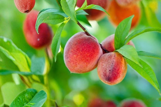 Peach Tree Live Plant, Prunus persica Common Grandfather Peach, Edible Fruit Tree, Deciduous Backyard Orchard Starter Tree