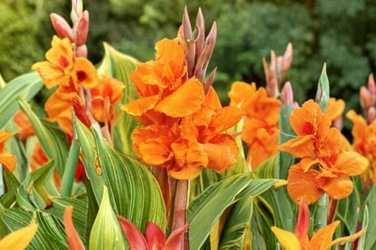 Tropicanna Phasion Canna Lily Rhizome, 1 Large Live Rhizome, Variegated Tropical Foliage, Orange Flower Canna Plant