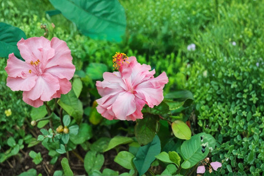 Double Pink Hibiscus Live Plant in Pot, Tropical Hibiscus Rosa-Sinensis, Double Flower Hibiscus, Patio Container Flowering Plant