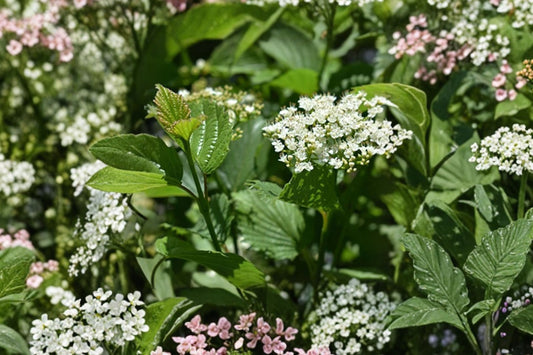 5 Chicago Lustre Viburnum Live Plants, 4–6 Inch Tall, 3 Inch Pots, Arrowwood Viburnum Shrubs, Viburnum dentatum