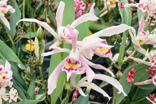 Cattleya iricolor Orchid Live Plant, 2 Inch Pot, Fragrant Cattleya Species Orchid, Cream White Flower Tropical Orchid