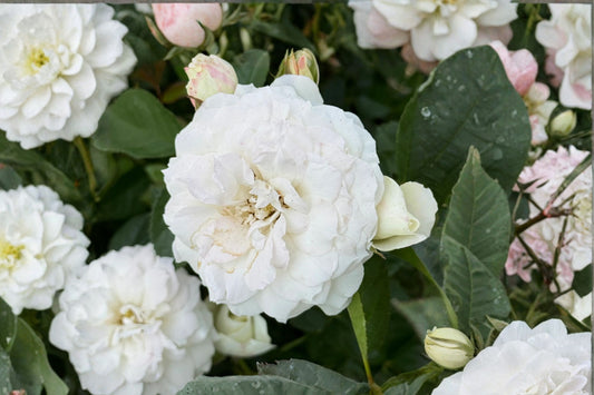 White Veranda® Shrub Rose Live Plant, 1 Quart Pot, White Flowering Rose Bush, Compact Repeat Blooming Garden Rose
