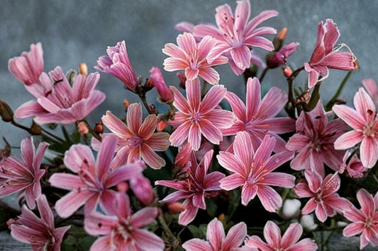 Lewisia Rainbow Mix Live Starter Plant, Hardy Flowering Succulent, Colorful Rock Garden Perennial, Alpine Garden Plant