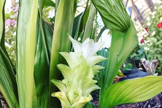 Yellow Turmeric Ginger Live Plant, Curcuma longa, Tropical Turmeric Plant, Edible Garden Rhizome Herb, Container Garden Plant