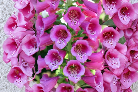 Camelot Pink Foxglove Live Plant, 2–5 Inch Tall in 3 Inch Pot, Digitalis purpurea, Pink Flowering Cottage Garden Perennial