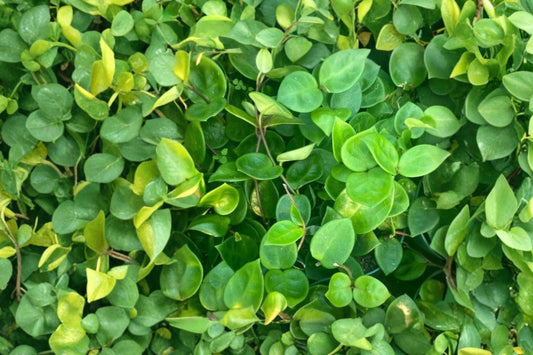 Green Hoya Carnosa Live Plant, 5 Inch Tall in 4 Inch Pot, Wax Plant Porcelain Flower, Trailing Indoor Houseplant