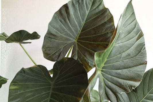 Alocasia sinuata Rumplestiltzskin Live Plant, 2 Inch Pot, Rare Textured Foliage Alocasia, Tropical Aroid Houseplant