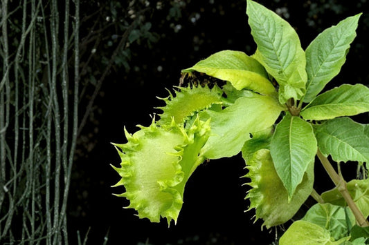 Chinese Dumpling Venus Flytrap Live Plant, 2 Inch Pot, Dionaea muscipula Carnivorous Plant, Collector Fly Trap