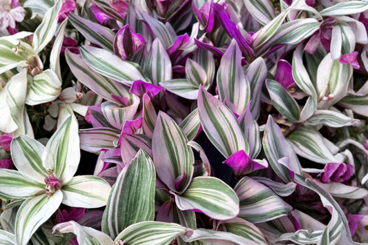 Tradescantia Nanouk Live Plant, 4 Inch Nursery Pot, Pink Purple Variegated Trailing Houseplant, Colorful Indoor Plant