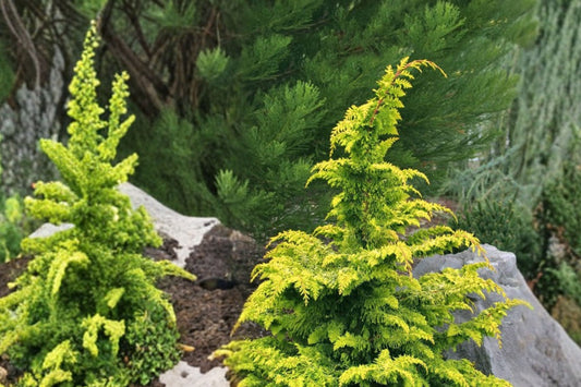 Fernspray Hinoki Cypress Live Plant, 1 Pint Pot, Chamaecyparis obtusa Fernspray, Evergreen Conifer Shrub, Japanese Cypress