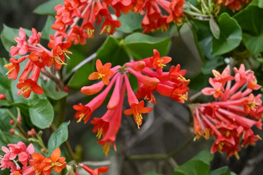 Coral Honeysuckle Live Plant, Lonicera sempervirens, Trumpet Honeysuckle Vine Starter, Native Red Flowering Pollinator Vine