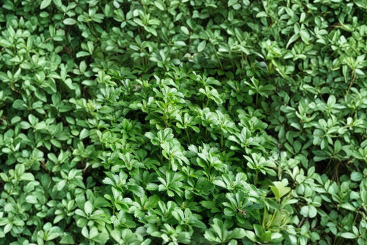 50+ Pachysandra Terminalis Live Plants, Japanese Spurge Ground Cover, Evergreen Shade Plants, Bare Root Landscape Starter Plants