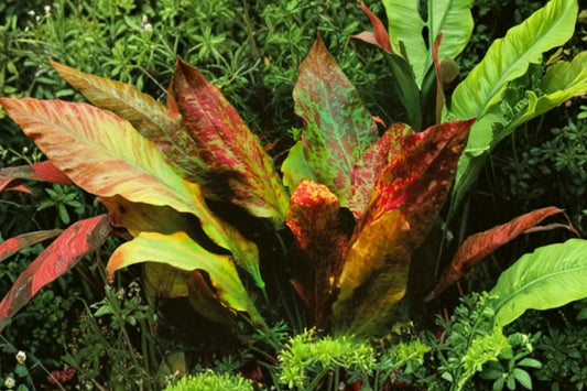 Amazon Sword Red Flame Live Aquarium Plant, Echinodorus Red Flame, Red Green Aquatic Plant, Freshwater Planted Tank