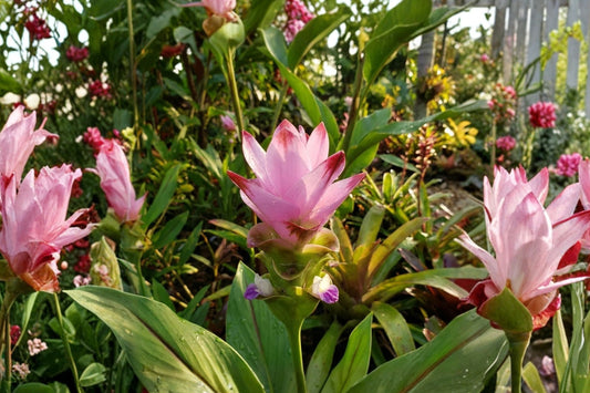 Pink Siam Tulip Live Plant, Curcuma alismatifolia Starter Plant, Tropical Pink Flowering Curcuma, Ornamental Ginger Plant