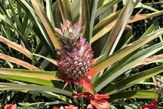 Kona Sugarloaf Pineapple Live Plant, Ananas comosus, Tropical Pineapple Starter Plant, Edible Fruit Garden Container Plant