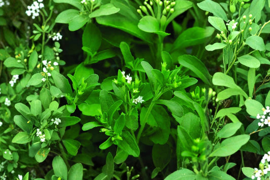 Stevia Live Plant, Stevia rebaudiana, 2.5 Inch Pot, Sweet Leaf Candy Leaf Herb, Edible Herb Garden Starter Plant