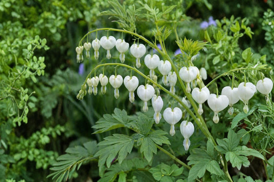 White Bleeding Heart Live Plant in Pot, Dicentra spectabilis Alba, White Flowering Shade Perennial, Cottage Woodland Garden Plant