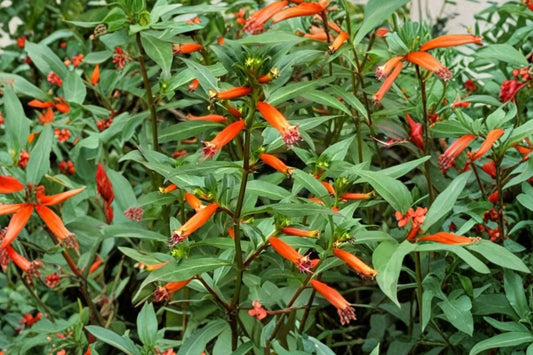 2 Big Cigar Cuphea Live Plants, 4–6 Inch Tall, No Pot, Cuphea Flowering Starter Plants, Hummingbird Pollinator Garden