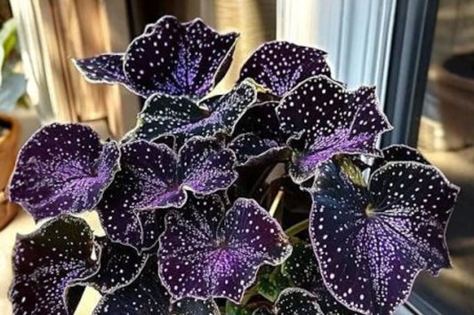 Begonia sp. Curtisii Purple Thai Galaxy Live Plant, Rare Begonia, Terrarium Plant, Collector Tropical Foliage Plant