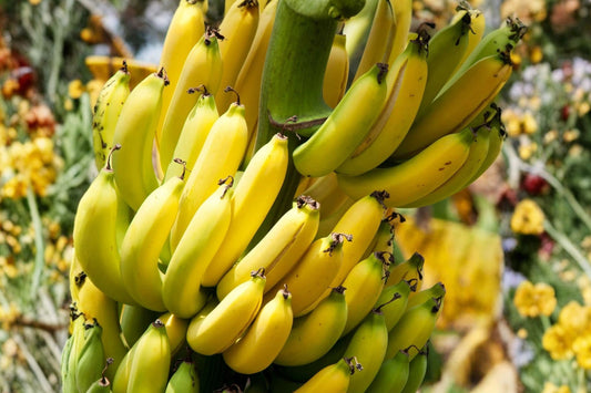 Dwarf Cavendish Banana Live Plant, Musa Banana Starter Plant, Dwarf Tropical Fruit Plant, Patio Container Banana Tree