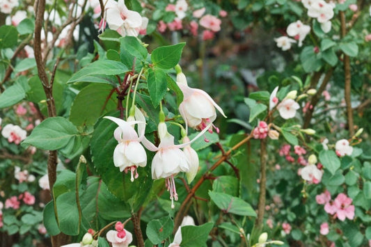 2 Annabel Fuchsia Live Plants, 5 Inch Pots, White Double Flower Fuchsia, Trailing Flowering Plants, Hanging Basket Patio Plant