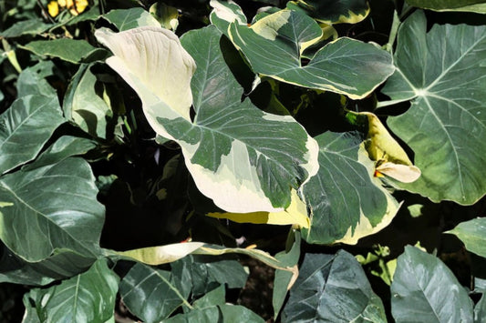 Mickey Mouse Xanthosoma Live Plant, 4–6 Inch Tall, No Pot, Variegated Tropical Aroid Starter, Exotic Foliage Plant