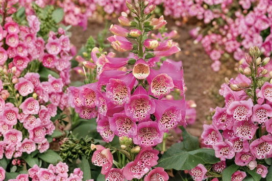 Camelot Pink Foxglove Live Plant, 2–5 Inch Tall, 3 Inch Pot, Digitalis purpurea, Pink Cottage Garden Flower
