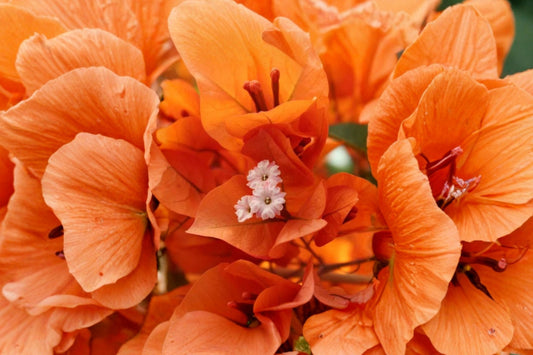 3 Flame Bougainvillea Live Plants, 4–6 Inch Tall, No Pot, Tropical Flowering Vine Starter Plants, Patio Garden Bougainvillea