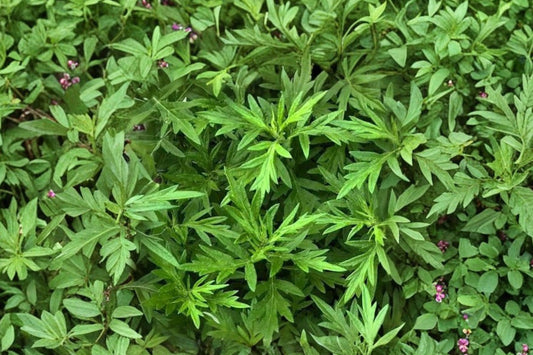 Mugwort Live Plant, Artemisia vulgaris, 4 Inch Pot, Perennial Herb Plant, Aromatic Herb Garden Starter