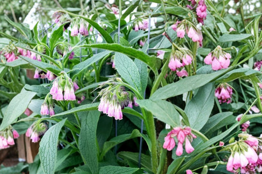 Bocking 14 Comfrey Live Rooted Plant, Symphytum × uplandicum, Comfrey Starter Plant, Perennial Garden Herb