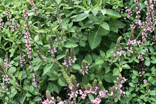 Holy Basil Live Plant, Tulsi Ocimum tenuiflorum, 2.5 Inch Pot, Sacred Basil Aromatic Herb Garden Starter Plant