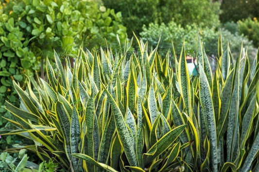 Large Snake Plant Laurentii Live Plant, Approx 30 Inches Tall, Dracaena trifasciata, Variegated Indoor Houseplant