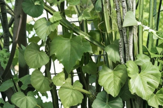 Veldt Grape Live Plant, Cissus quadrangularis, 2 Inch Succulent Starter Plant, Unusual Tropical Collector Plant