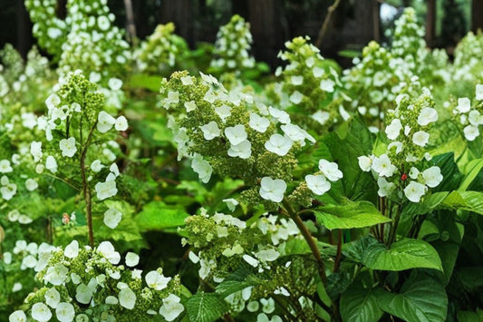 Pee Wee Oakleaf Hydrangea Live Plant, 1 Pint Pot, Hydrangea quercifolia Dwarf Shrub, White Flowering Compact Hydrangea