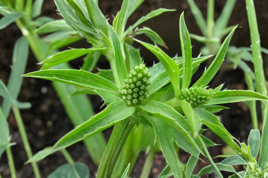 Culantro Live Plant, Eryngium foetidum, 4 Inch Tall, 3.5 Inch Pot, Recao Long Coriander Culinary Herb Plant