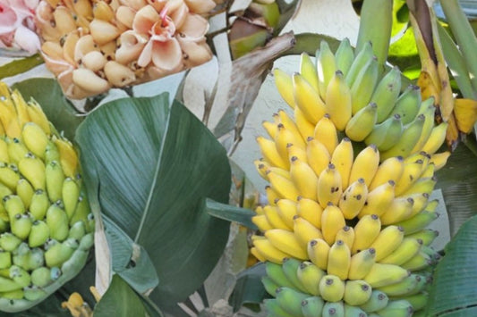Manzano Apple Banana Live Plant, Musa Banana Starter Plant, Tropical Fruit Tree, Sweet Dessert Banana Plant, Patio Container Plant
