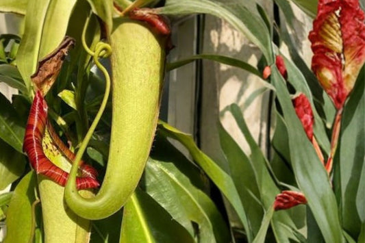 Nepenthes Miranda Live Plant, 2 Inch Pot, Carnivorous Tropical Pitcher Plant, Starter Nepenthes Houseplant