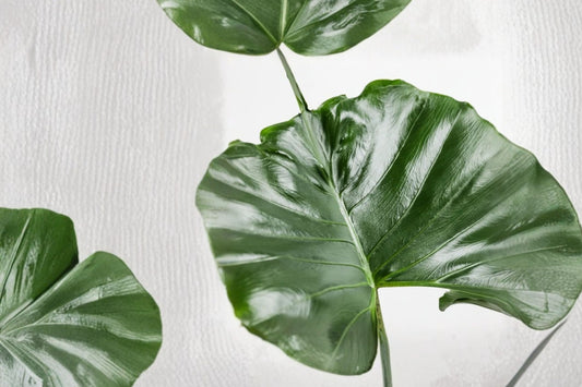 Alocasia Stingray Live Plant, Stingray Elephant Ear, Tropical Aroid Houseplant, Unusual Exotic Foliage Plant