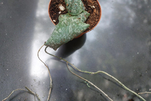 Hoya imbricata Live Plant, 4 Inch Pot, Shingling Hoya Climbing Houseplant, Unusual Collector Tropical Plant