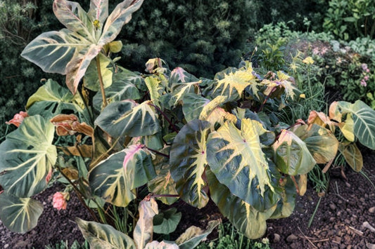 Waikiki Elephant Ear Live Plant, Colocasia esculenta Waikiki, Variegated Tropical Foliage Plant, Patio Container Aroid