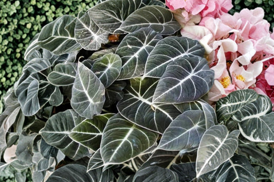 Black Velvet Alocasia Live Plant, 4–7 Inch Tall, Alocasia reginula, Dark Velvet Elephant Ear, Tropical Aroid Houseplant