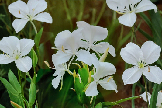 White Ginger Lily Live Plant, Hedychium coronarium, Butterfly Ginger, Fragrant White Flowering Tropical Perennial