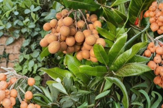 Longan Live Tree, 10 Inch Tropical Fruit Plant, Dimocarpus longan, Dragon Eye Fruit Tree, Tropical Edible Garden Starter