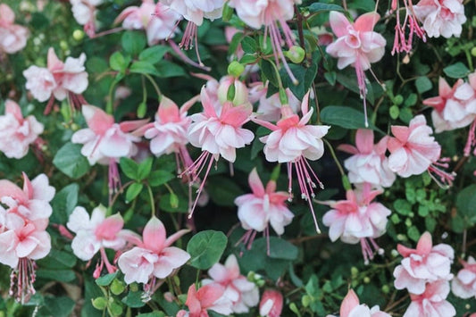 Southgate Fuchsia Live Plant, 5 Inch Pot, Pink Double Flowering Fuchsia, Trailing Patio Plant, Hanging Basket Flower