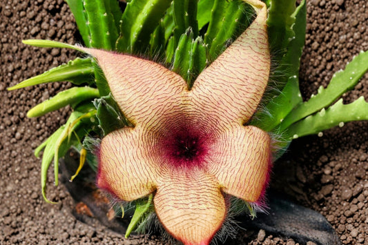 Stapelia gigantea Live Rooted Plant, Giant Starfish Flower, Carrion Flower Succulent, Unusual Collector Plant
