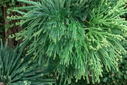 Radicans Cryptomeria Live Plant, 1 Quart Pot, Japanese Cedar, Cryptomeria japonica Radicans, Evergreen Privacy Tree