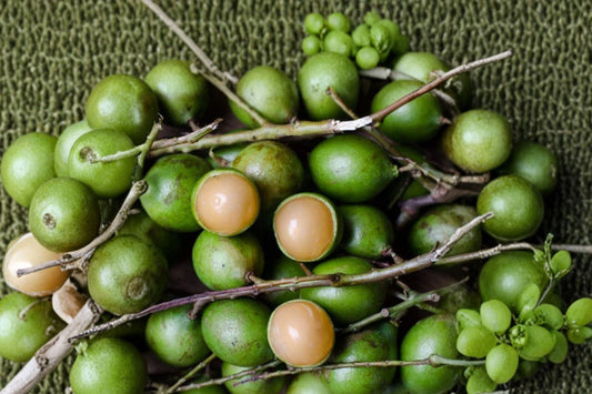 Spanish Lime Live Tree, Quenepa Genip Mamoncillo Plant, Melicoccus bijugatus, 4–5 Inch Tropical Fruit Starter