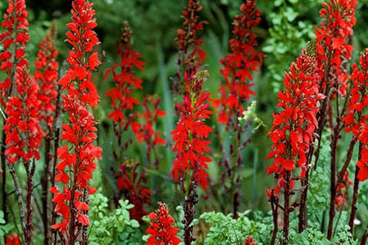 Cardinal Flower Live Plant, Lobelia cardinalis, Native Red Flowering Perennial, Hummingbird Pollinator Garden Plant