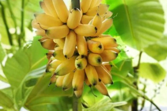 Truly Tiny Banana Live Plant, 4–6 Inch Tall, No Pot, Dwarf Musa Banana Starter, Mini Tropical Patio Container Plant